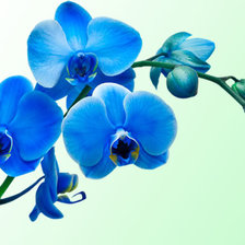 Оригинал схемы вышивки «Голубая орхидея» (№1314613)