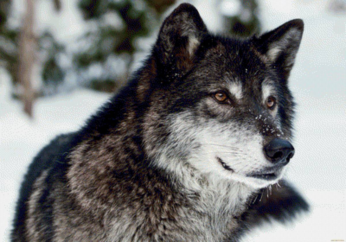Волк - волк, белый цвет, снег, лес, зима - предпросмотр