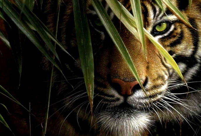 Фотосессия в джунглях - хищник, тигр, красотка, зеленые глаза, джунгли - оригинал