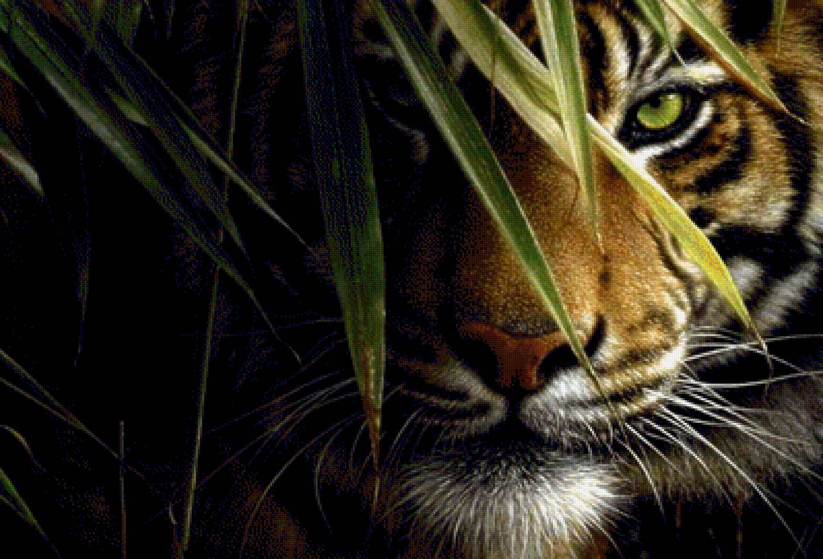 Фотосессия в джунглях - джунгли, красотка, хищник, зеленые глаза, тигр - предпросмотр