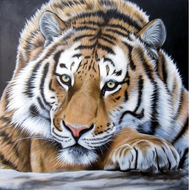 №1320691 - тигр, тигры, животные, хищники - оригинал