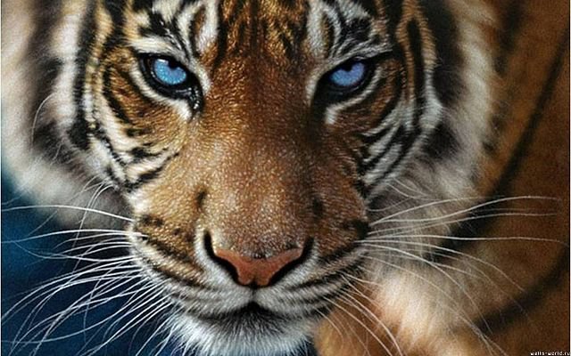 Взгляд тигра - взгляд тигра тигр пятнистые глаза кашачьи - оригинал