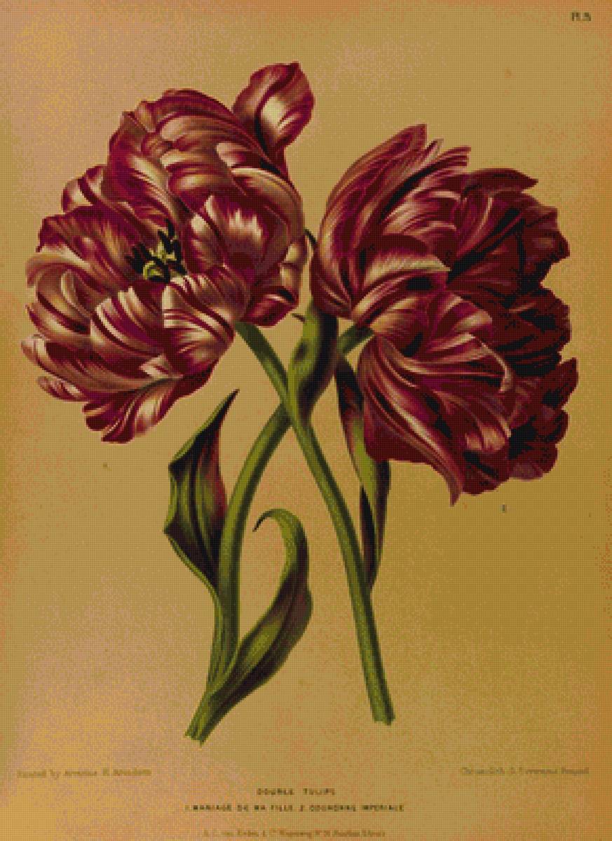 Тюльпаны - цветы тюльпаны букет - предпросмотр