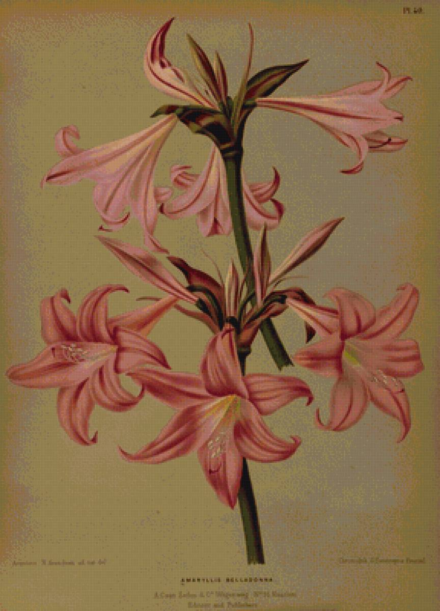 Лилия - цветы - предпросмотр