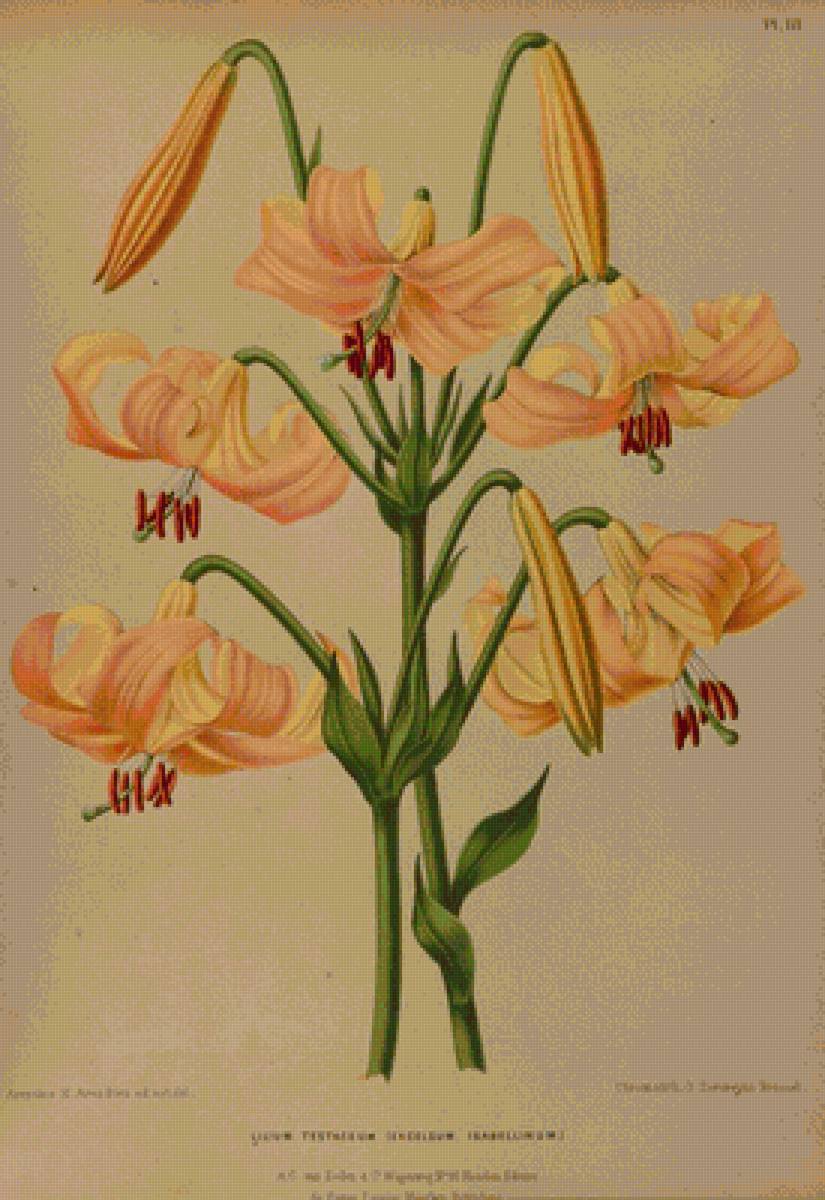 Лилия - цветы - предпросмотр