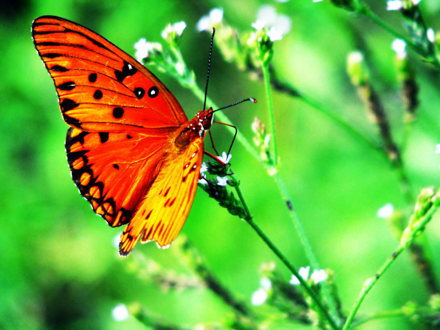 Бабочка - бабочка, трава, цветок - оригинал