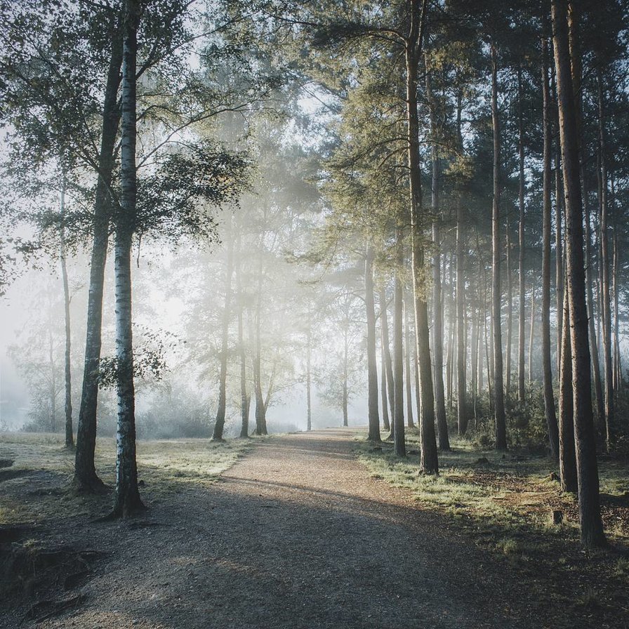 Лес в лучах солнца - солнце, туман, лес - оригинал