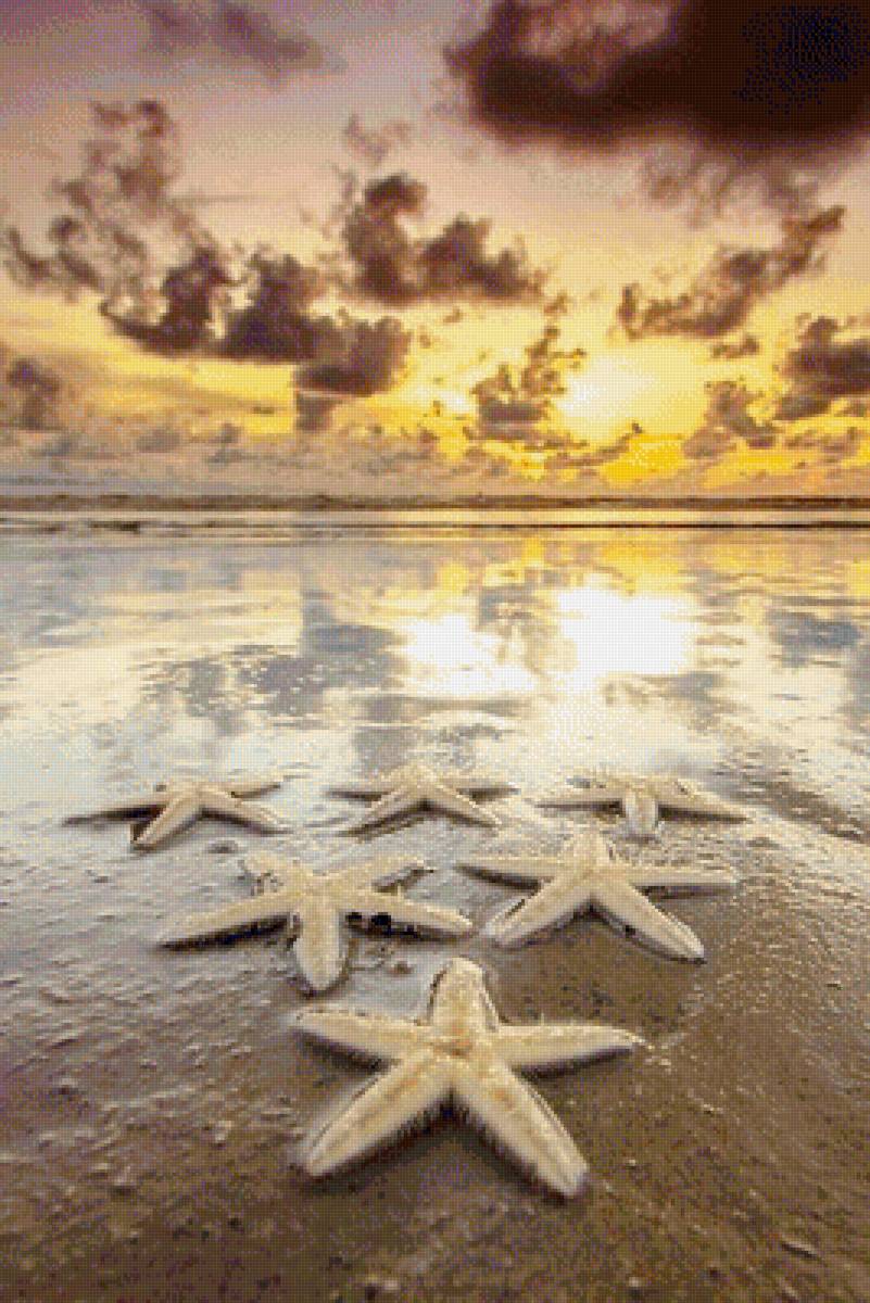 Морские звезды - закат, морские звезды, море - предпросмотр