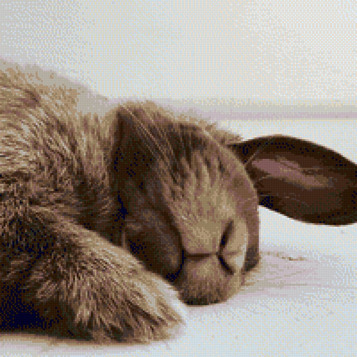 Кролик спить - зайка, зайченятко, кроль, милый, животное, зайчик, спить, кролик - предпросмотр