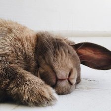 Кролик спить