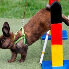 Кролик на олимпиаде