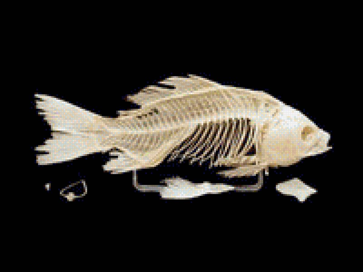 Скелет рыбы - предпросмотр