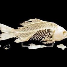 Схема вышивки «Скелет рыбы»