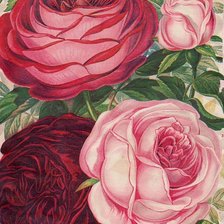 Оригинал схемы вышивки «розы» (№1331825)