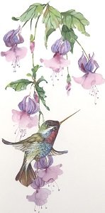 Колибри и фуксия - цветы, птицы, фуксия, колибри - оригинал