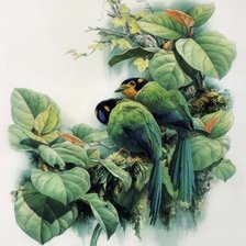 Оригинал схемы вышивки «птицы» (№1333543)