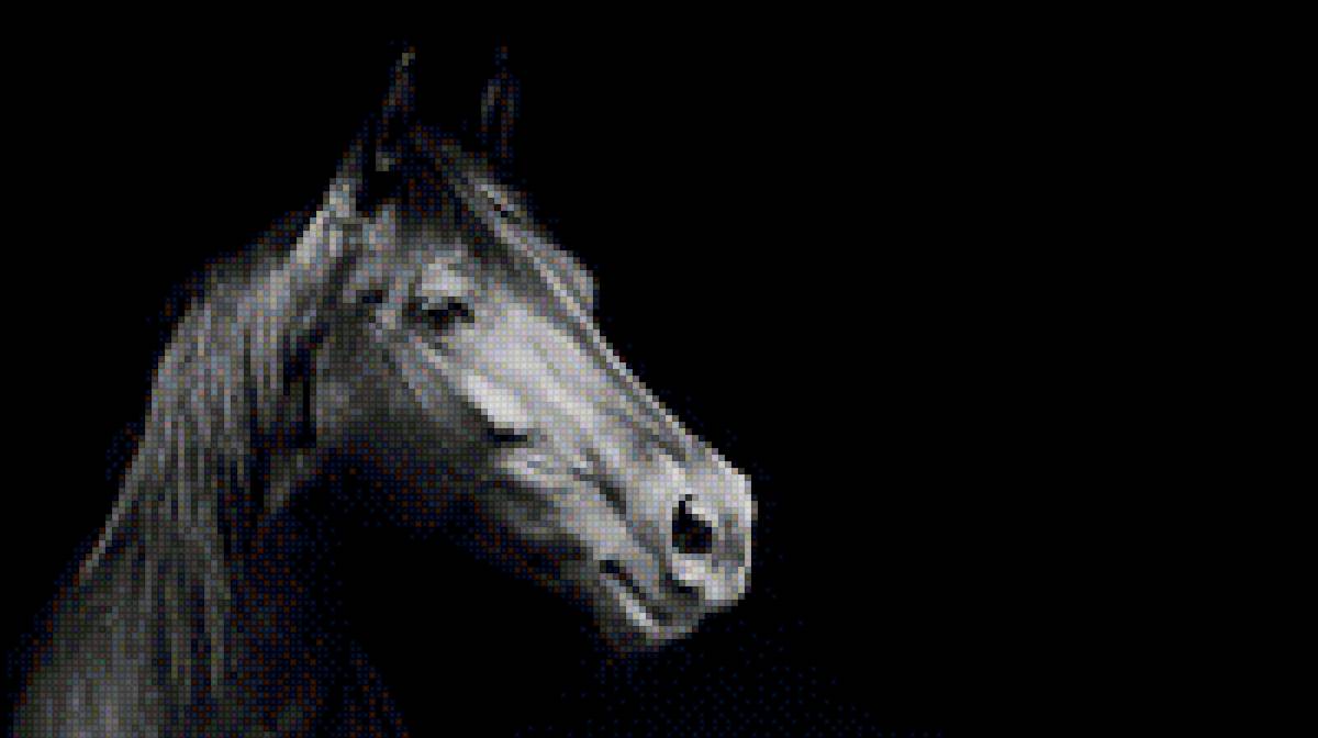 Лошадь - лошадь, черный фон, красота, дикие животные. - предпросмотр