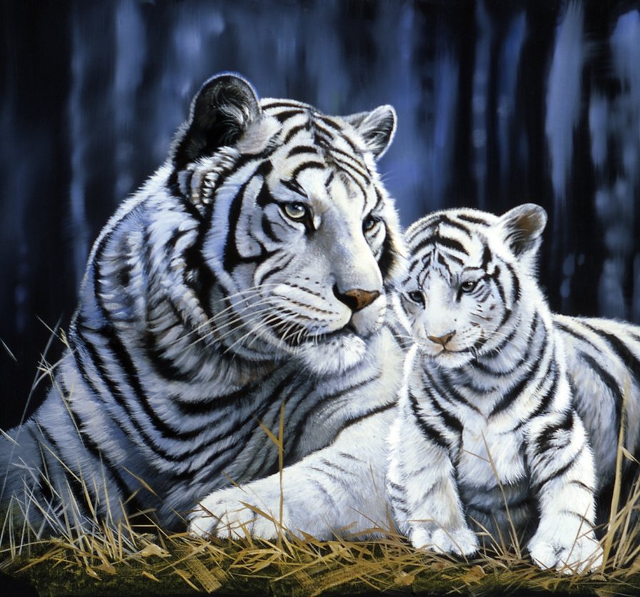 №1333901 - тигры, хищники, животные, тигр - оригинал