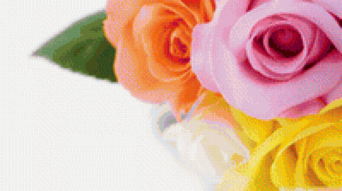 розы - оранжевая роза, роза, нежность, розы, желтая роза, розовая роза - предпросмотр