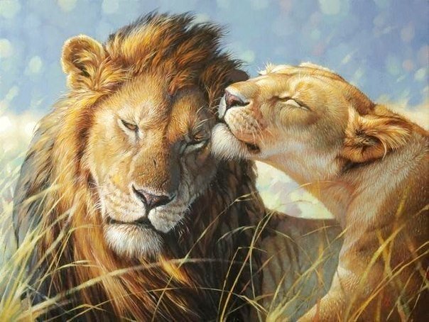 Это любовь... - львы, природа, звери - оригинал