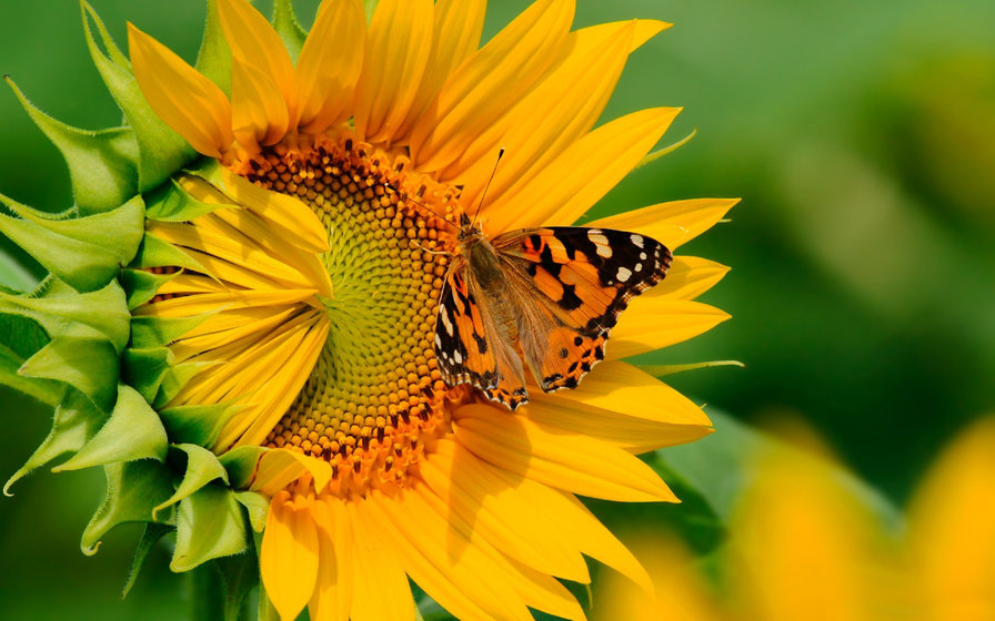 Бабочка на цветке - цветок, природа, бабочка - оригинал