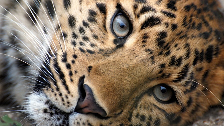 Леопард - кошка, леопард - оригинал