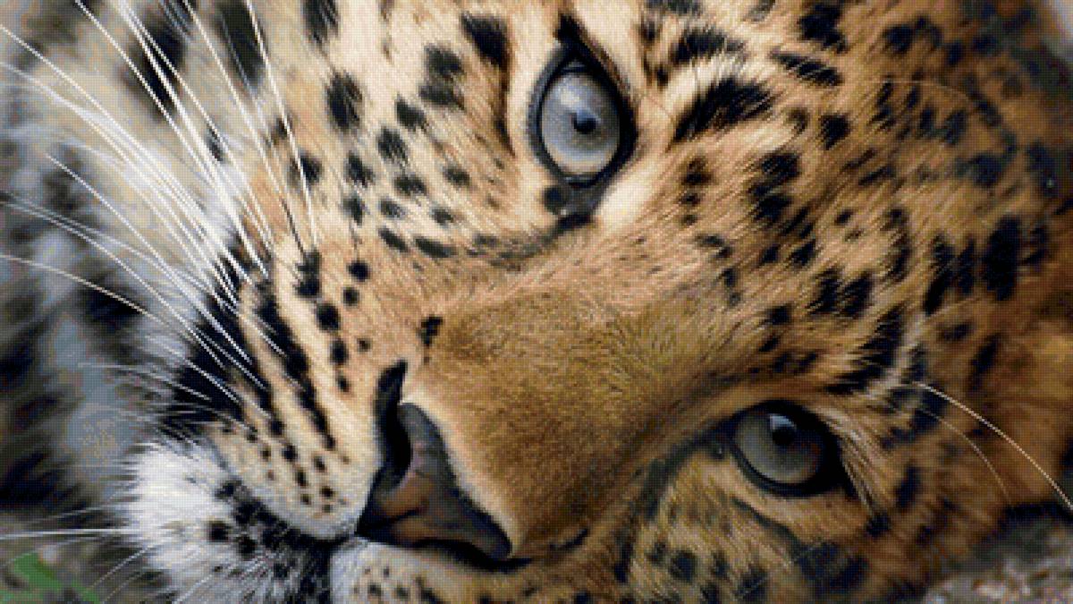 Леопард - кошка, леопард - предпросмотр
