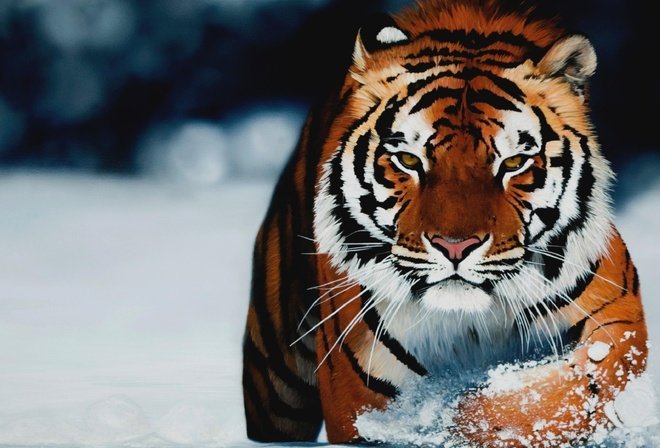 Тигр - кошки, тигр, дикие животные - оригинал