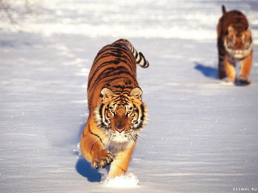 Бегущий тигр - дикие животные, кошки, тигр - оригинал