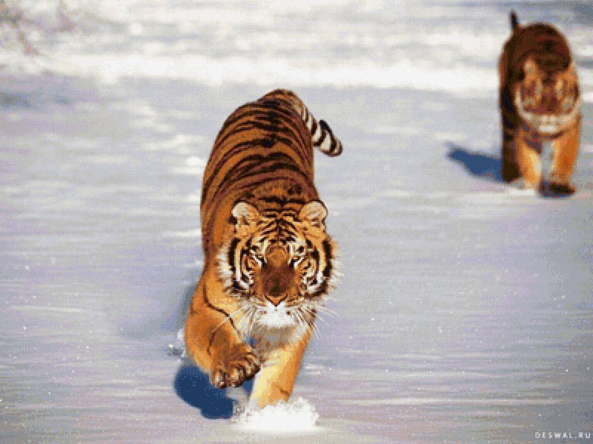 Бегущий тигр - кошки, дикие животные, тигр - предпросмотр