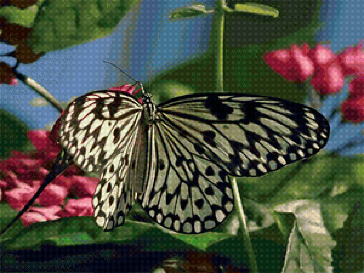 Бабочка - природа, насекомое, бабочка - предпросмотр