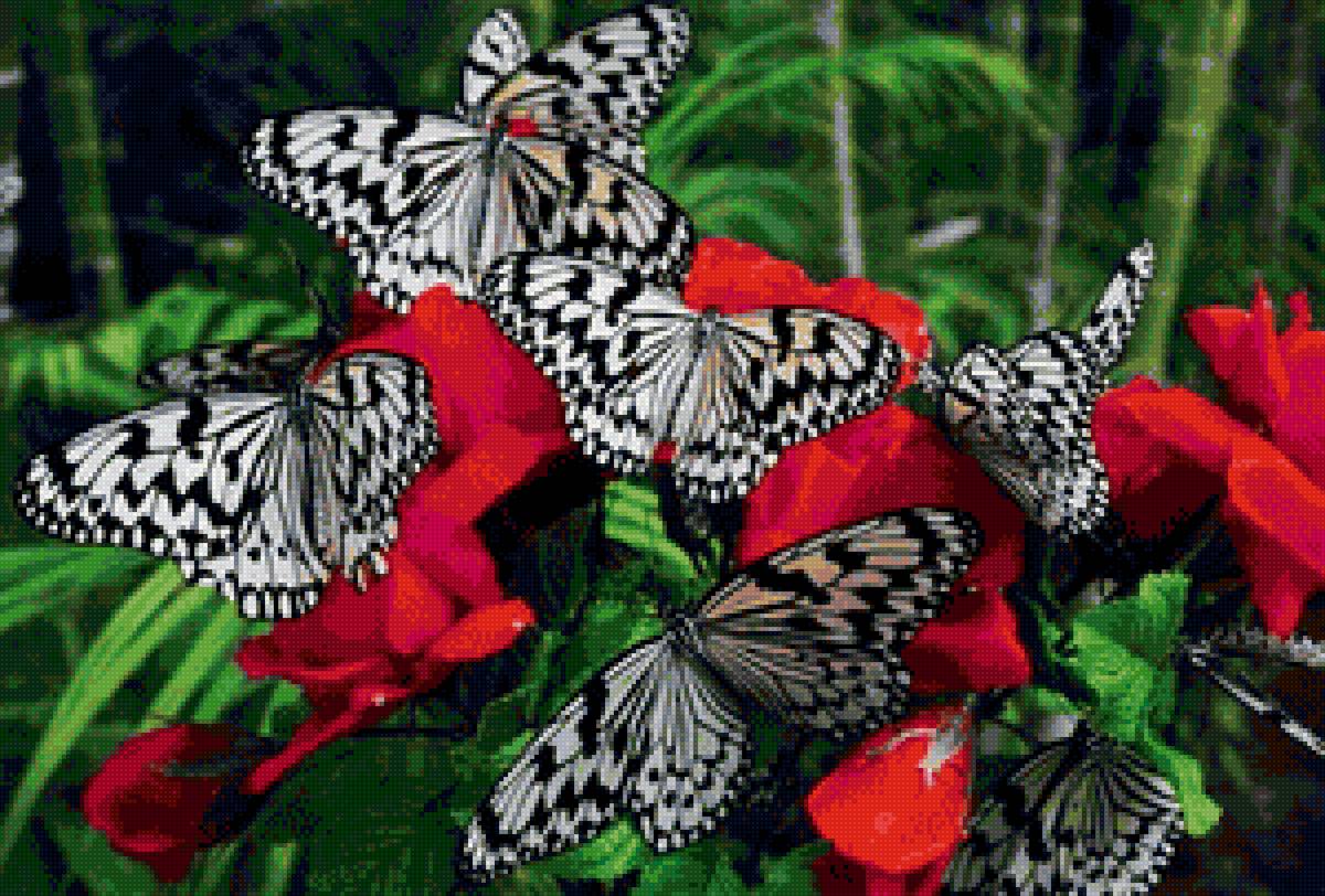 Бабочкм - насекомое, бабочка, природа - предпросмотр