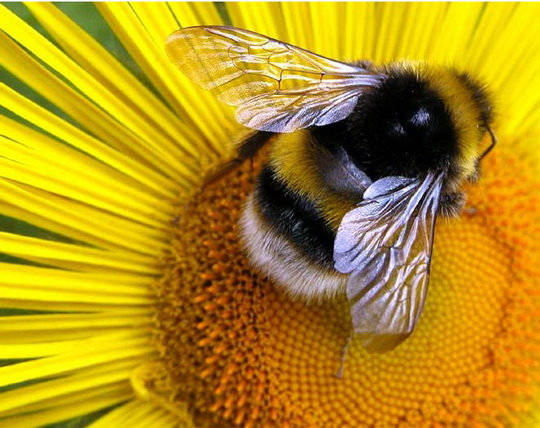 Пчелка - насекомое, природа, пчелка, бабочка - оригинал