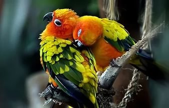 Попугайчики любовь - попугаи, природа, любовь - оригинал