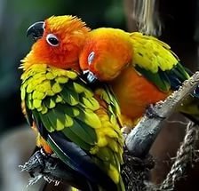 Попугайчики любовь