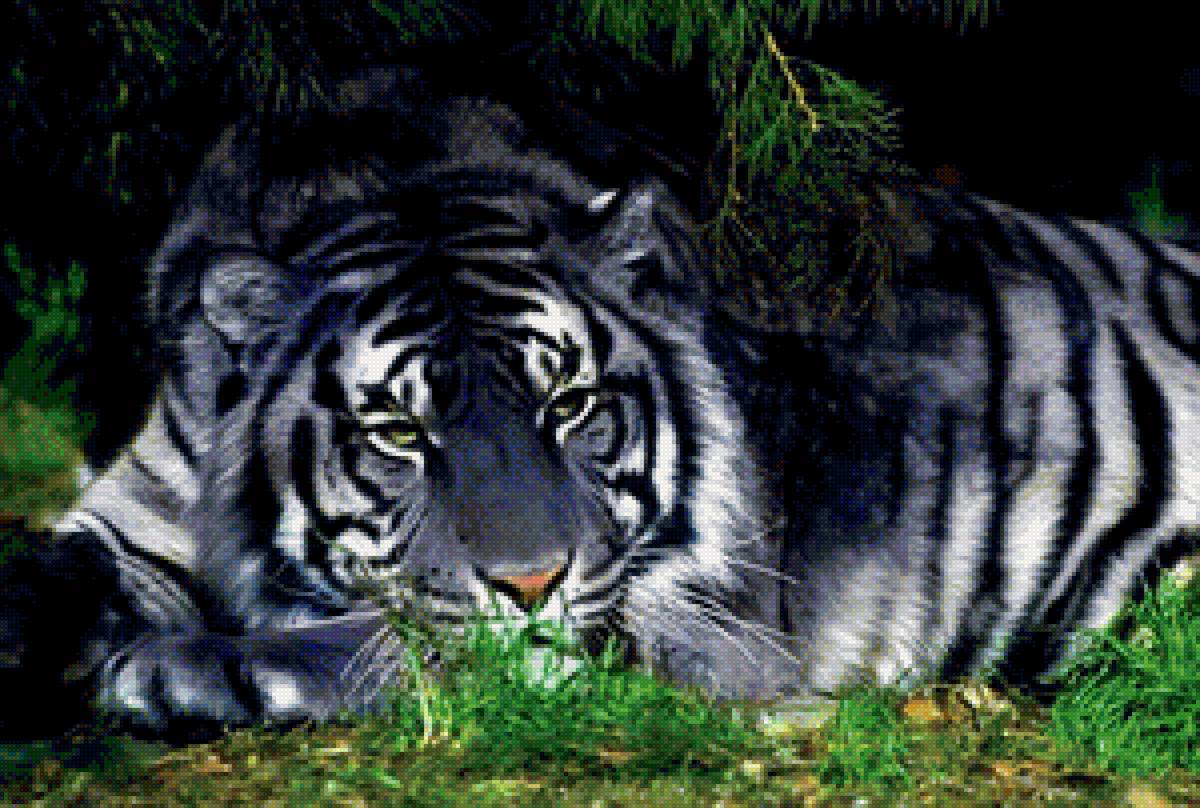 тигр - тигры, животные, тигрята - предпросмотр