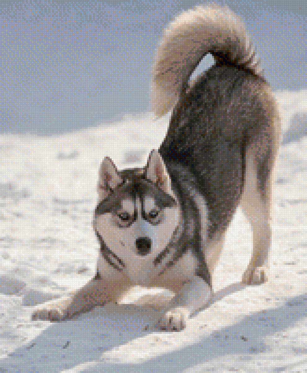 Хаски - собака, снег, хаски - предпросмотр
