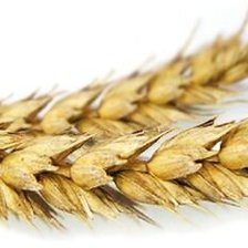 Схема вышивки «пшеница»