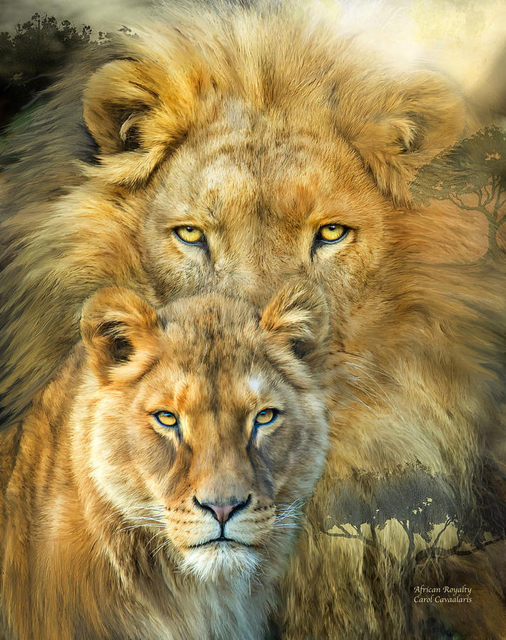 львиная пара - львы, дикие животные, пара - оригинал