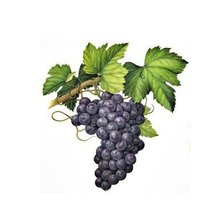 Оригинал схемы вышивки «виноград» (№1353838)