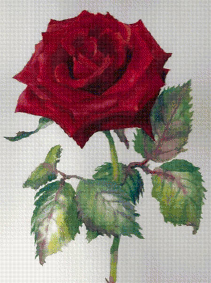 Красная роза - роза, цветы - предпросмотр