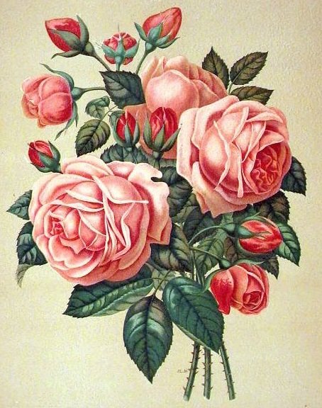 букет роз - оригинал