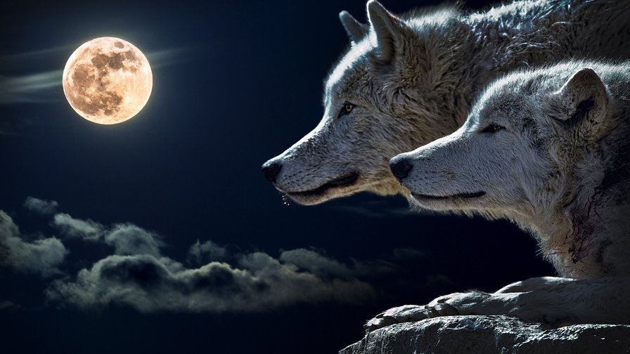 Волки и луна - волки, пара, ночь, луна - оригинал