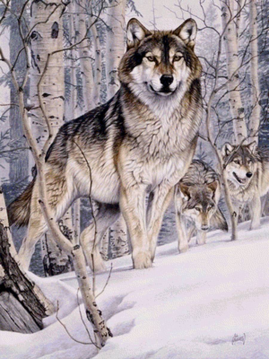 Волки - волк, зима, животные - предпросмотр