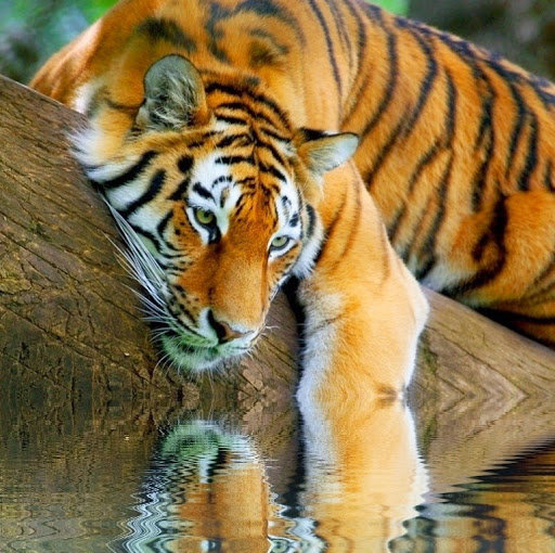 Отражение - тигр - оригинал