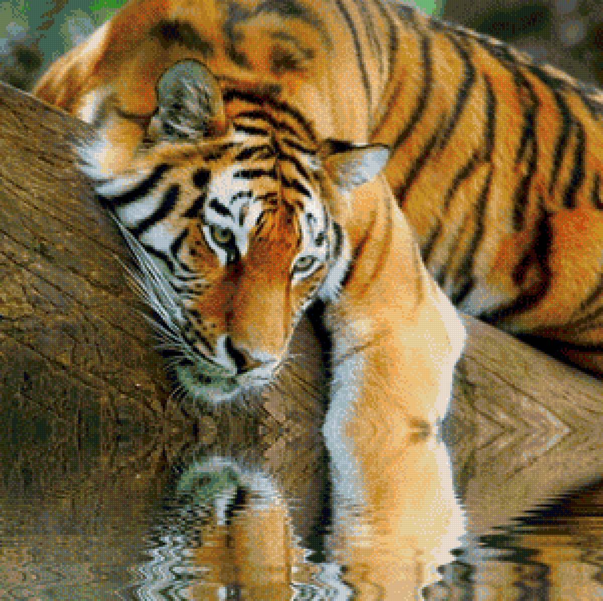 Отражение - тигр - предпросмотр