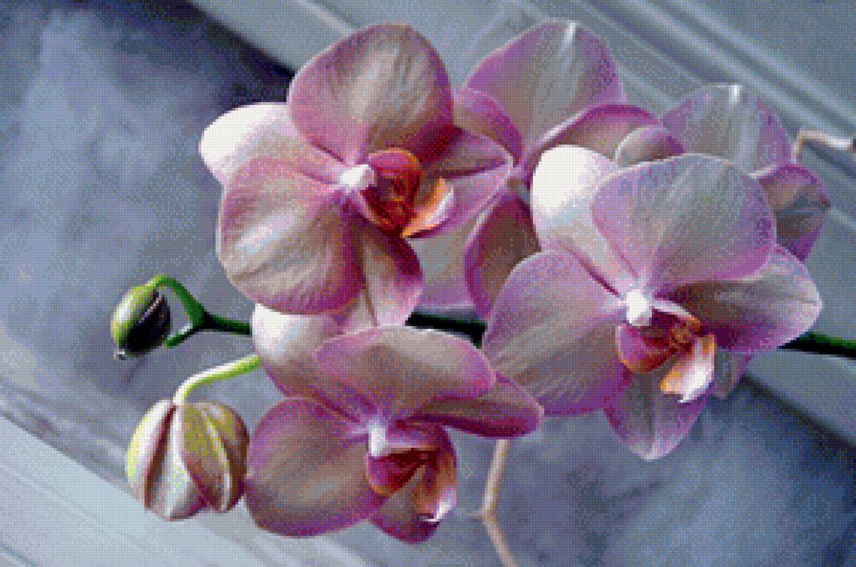 Орхидея фаленопсис - цветы, орхидея - предпросмотр