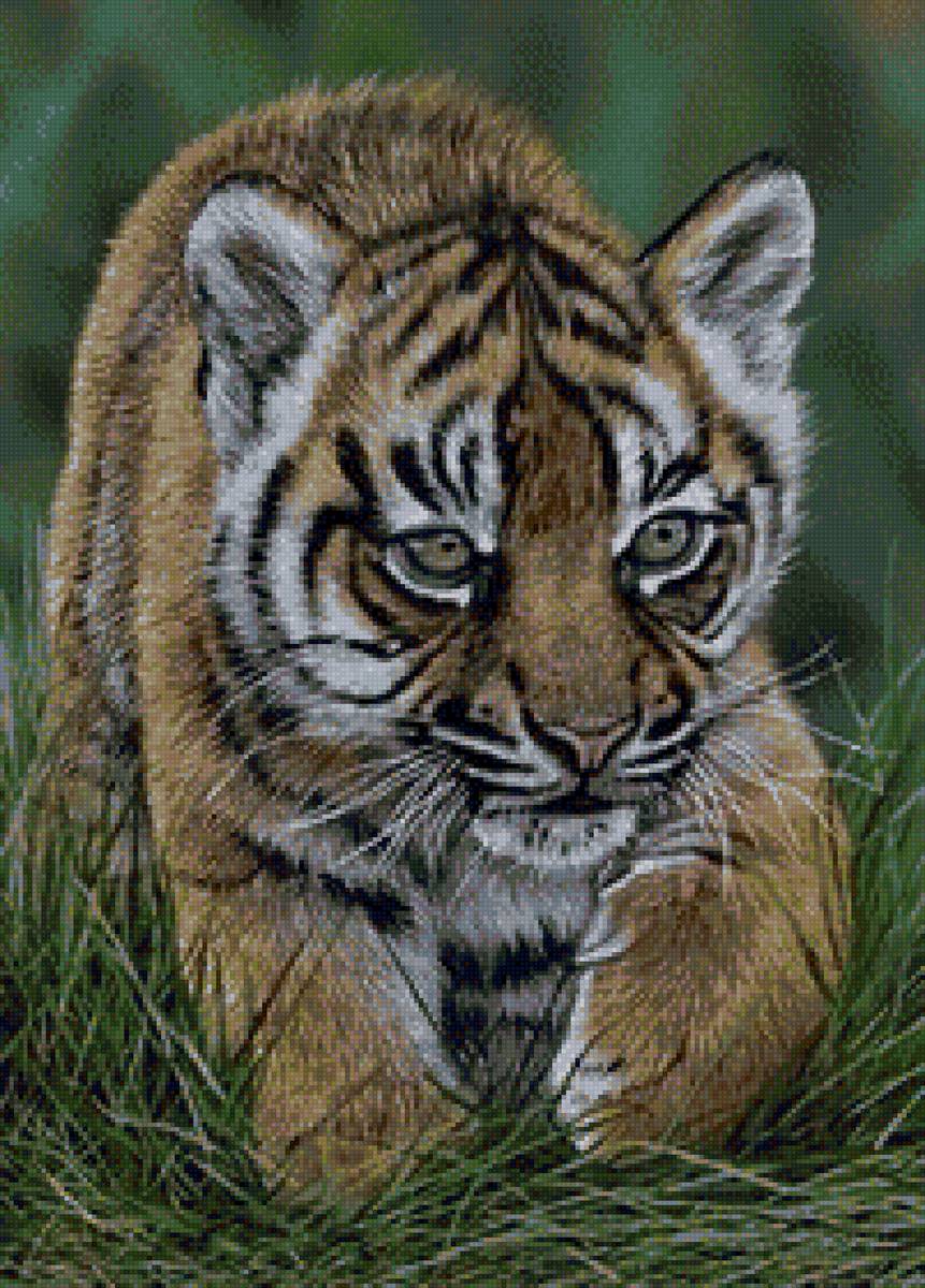 тигренок - тигр, дикие хищные кошки, природа, анималисты, тигренок - предпросмотр