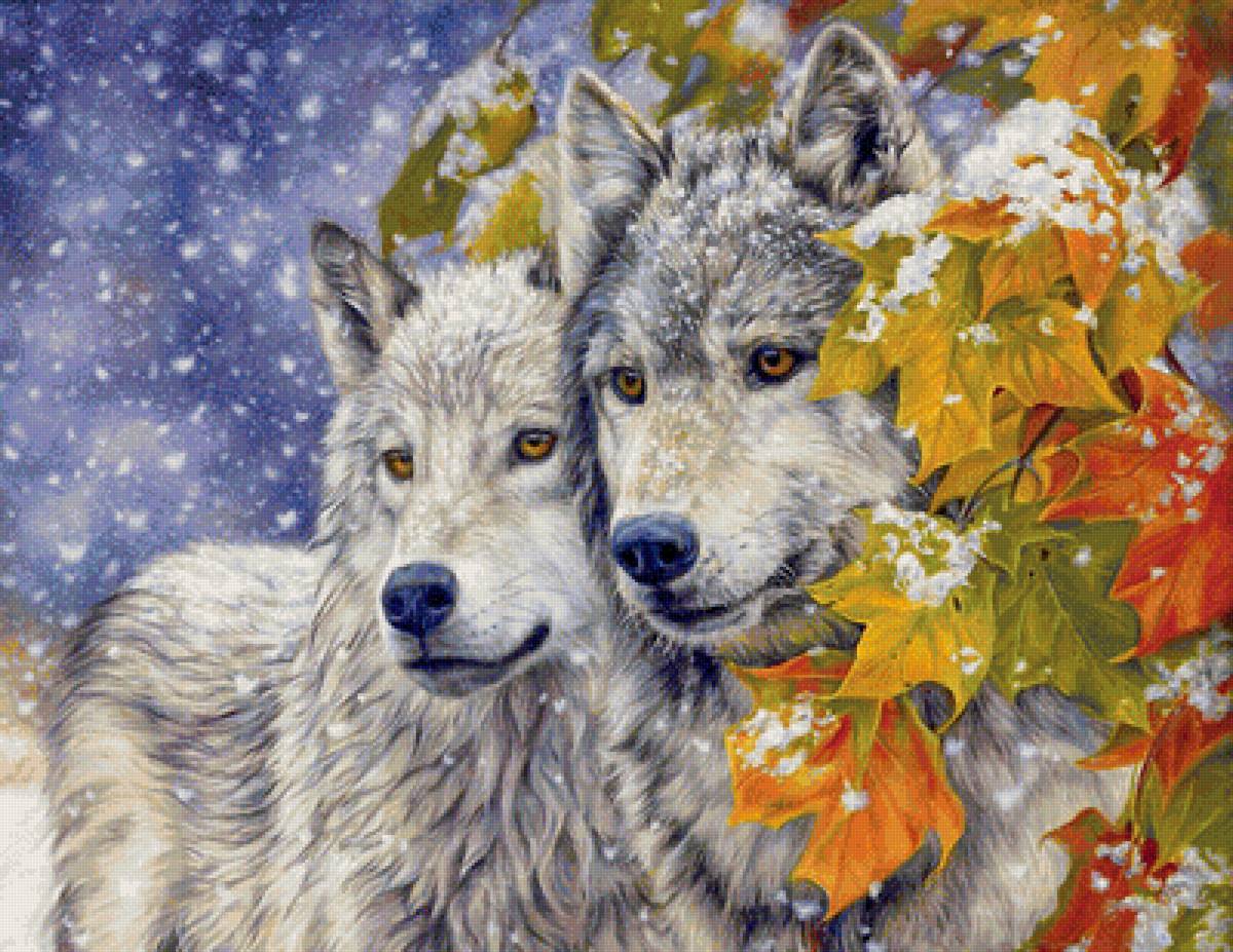 Волки зимой - зима, природа, волки, звери - предпросмотр