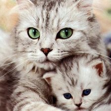 Кошка и котёнок